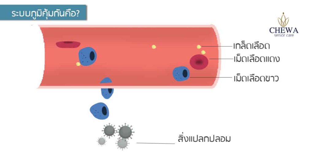 การผ่าตัดปลูกถ่ายไต ตอนที่3 ใครคือผู้ให้ไต?